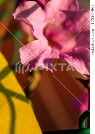 Close-up of the pink Bignonia magnifica in the garden with sunlight. Flower and plant concept. 135504962