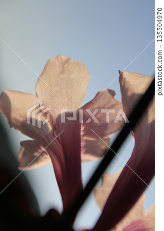Close-up of the pink Bignonia magnifica in the garden with sunlight. Flower and plant concept. 135504970