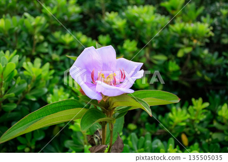 The close-up of a common Melastoma, Melastoma malabathricum with green leaves background The close-up of a common Melastoma, Melastoma malabathricum with green leaves background 135505035