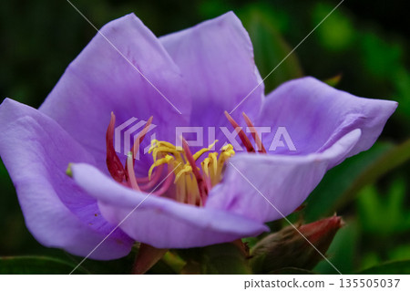 The close-up of a common Melastoma, Melastoma malabathricum with green leaves background The close-up of a common Melastoma, Melastoma malabathricum with green leaves background 135505037