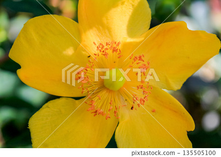 Close-up of Aaron's beard aka Hypericum calycinum in the rural with sunlight. Plant and nature. 135505100