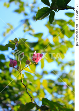 Shallow focus of pink Bougainvillea from low angle view with green leaves and blue sky background Shallow focus of pink Bougainvillea from low angle view with green leaves and blue sky background 135505172