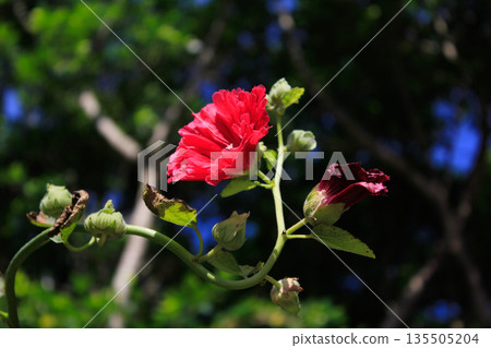 Closeup of red flowers under the clear blue sky Closeup of red flowers under the clear blue sky 135505204