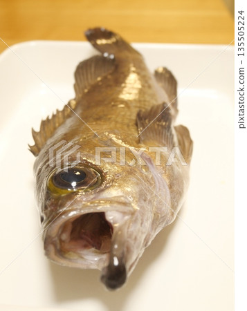 看起來很美味的石斑魚 135505224