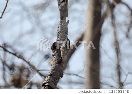 Kogera卡在一棵樹上 135505348