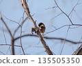 Varied tit pecking at a branch 135505350