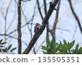 Great spotted woodpecker pecking at a tree branch 135505351
