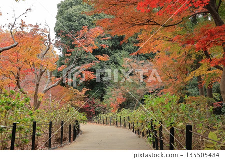 松戶市本道寺花園的秋葉美不勝收 松戶市本道寺花園的秋葉美不勝收 135505484