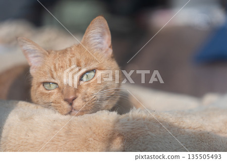 A cute brown tabby cat relaxing in the room A cute brown tabby cat relaxing in the room 135505493