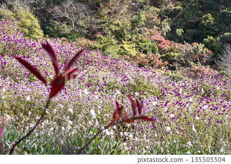 神戶布引藥草園的植物 神戶布引藥草園的植物 135505504