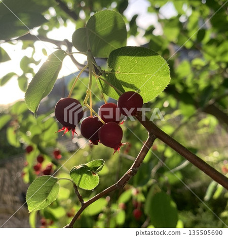 Juneberry Tree Juneberry Tree 135505690