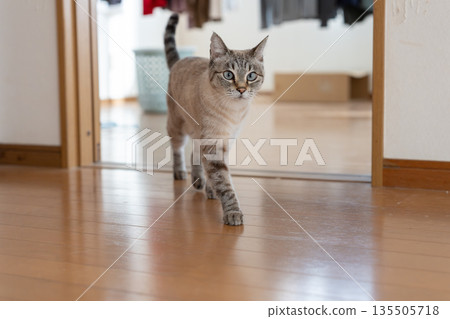 貓在室內行走 135505718