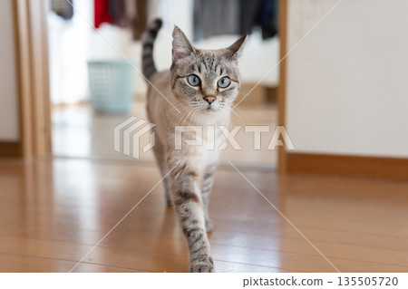 cat walking indoors cat walking indoors 135505720