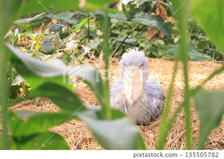 一隻灰色的鯨頭鸛 135505782