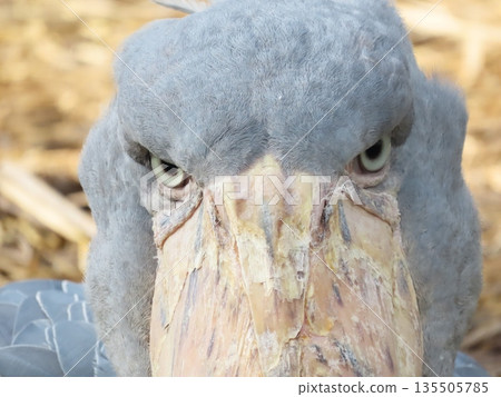 一隻灰色的鯨頭鸛 135505785