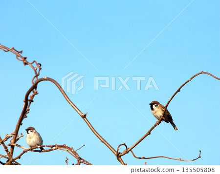 Sparrow that fits in branches Sparrow that fits in branches 135505808