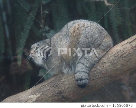 A close-up of a captive Pallas's cat A close-up of a captive Pallas's cat 135505873