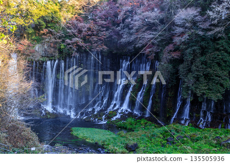 富士宮白絲瀑佈景色優美壯麗 135505936