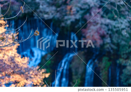 富士宮白絲瀑佈景色優美壯麗 135505951