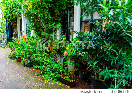 Lush Greenery Outside Building. Flower plant in pot on porch house. 135506116