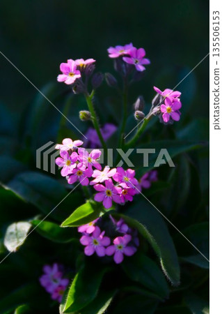 美麗的粉紅色勿忘我花 美麗的粉紅色勿忘我花 135506153