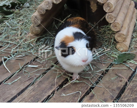 Close-up of a domesticated guinea pig Close-up of a domesticated guinea pig 135506209