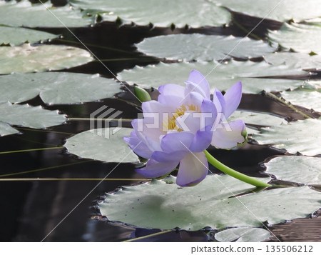 紫色的睡蓮漂浮在水面上。 135506212