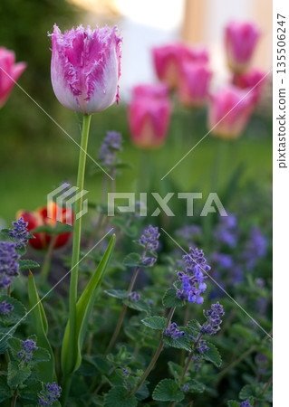 Stunning Pink Tulips among Greenery in Garden Stunning Pink Tulips among Greenery in Garden 135506247