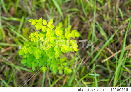 Summer young leaves ~ Japanese larch grass ~ Summer young leaves ~ Japanese larch grass ~ 135506266