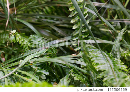 A green Miyako grass snake living in a lush grassy area 135506269
