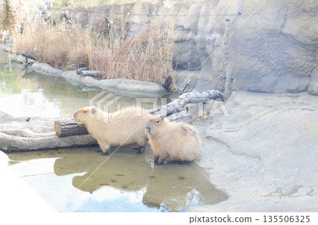 Close-up of a capybara in captivity Close-up of a capybara in captivity 135506325