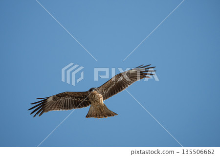 Flying in the sky Flying in the sky 135506662