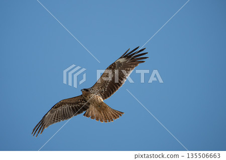 Flying in the sky 135506663