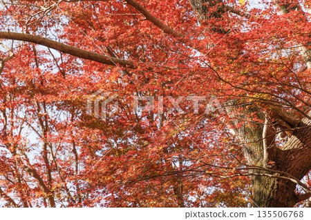 Beautiful autumn maple leaves in vibrant yellow and orange colors Beautiful autumn maple leaves in vibrant yellow and orange colors 135506768