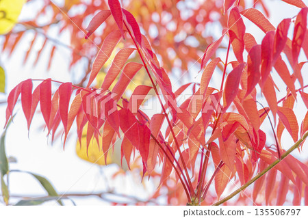 一張秋日照片，鮮豔的紅葉映襯著藍天。 135506797