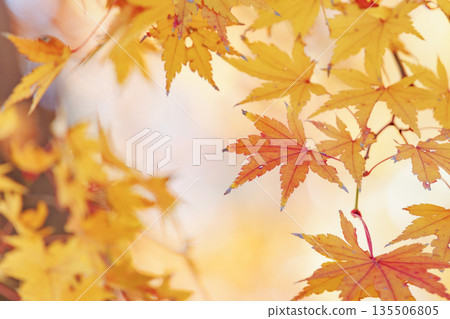 美麗的秋楓葉呈現出鮮豔的黃色和橙色。 135506805