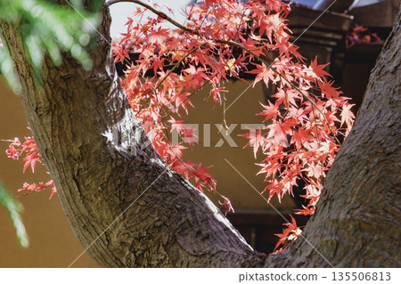 美麗的秋楓葉呈現出鮮豔的黃色和橙色。 135506813