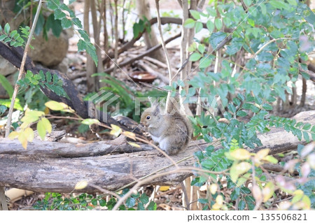 一隻被圈養的松鼠的特寫鏡頭 一隻被圈養的松鼠的特寫鏡頭 135506821