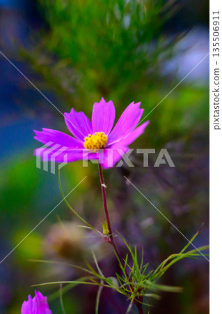 Cosmos Blooming in Early Winter Light - A Gentleness that Transcends Seasons Cosmos Blooming in Early Winter Light - A Gentleness that Transcends Seasons 135506911