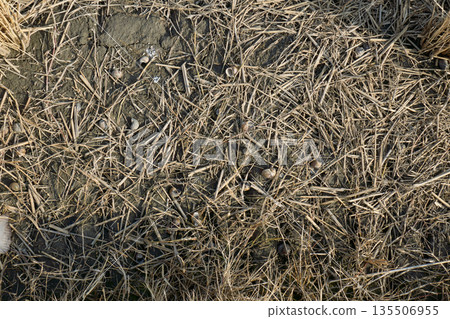 Snail shells lying on a dry, cracked rice field in winter Snail shells lying on a dry, cracked rice field in winter 135506955