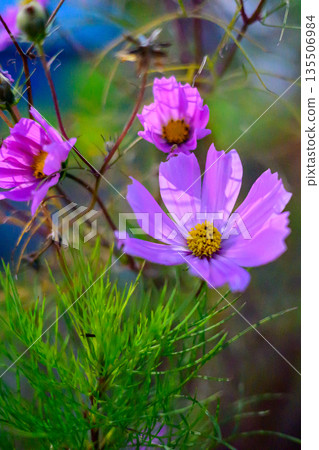 Cosmos Blooming in Early Winter Light - A Gentleness that Transcends Seasons Cosmos Blooming in Early Winter Light - A Gentleness that Transcends Seasons 135506984