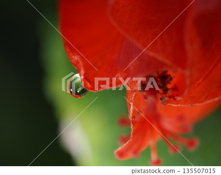 Orange flowers and drops blooming in the botanical garden 135507015
