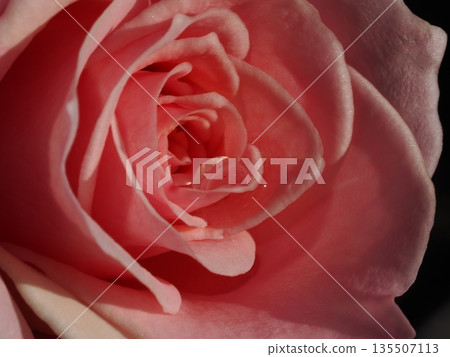 Close-up of pink roses blooming in an autumn rose garden 135507113