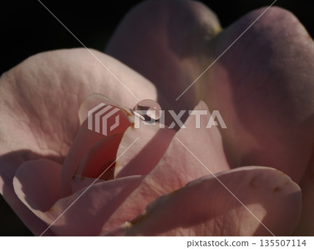 Close-up of pale roses blooming in a rose garden in autumn 135507114
