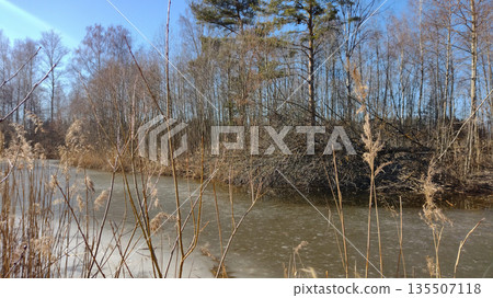 A field overgrown with tall grass, with a small patch of frozen water in the foreground. A field overgrown with tall grass, with a small patch of frozen water in the foreground. 135507118