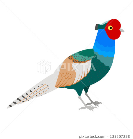 Bird _ pheasant illustration _ male 135507228
