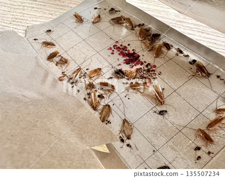 cockroach traps, a remedy for cockroaches in an apartment cockroach traps, a remedy for cockroaches in an apartment 135507234