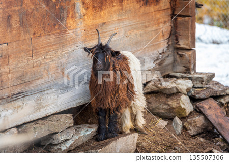 一群瓦萊黑頸山羊在白雪覆蓋的木屋旁休息。瑞士瓦萊州採爾馬特 135507306