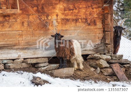 一群瓦萊黑頸山羊在白雪覆蓋的木屋旁休息。瑞士瓦萊州採爾馬特 135507307
