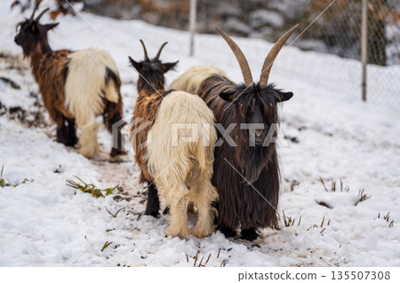 瓦萊黑頸山羊，有著獨特的黑白相間皮毛。瑞士瓦萊州採爾馬特 135507308